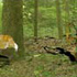 Animal Hunter